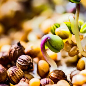 Heirloom & Organic