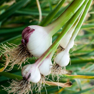 Garlic Bulbs